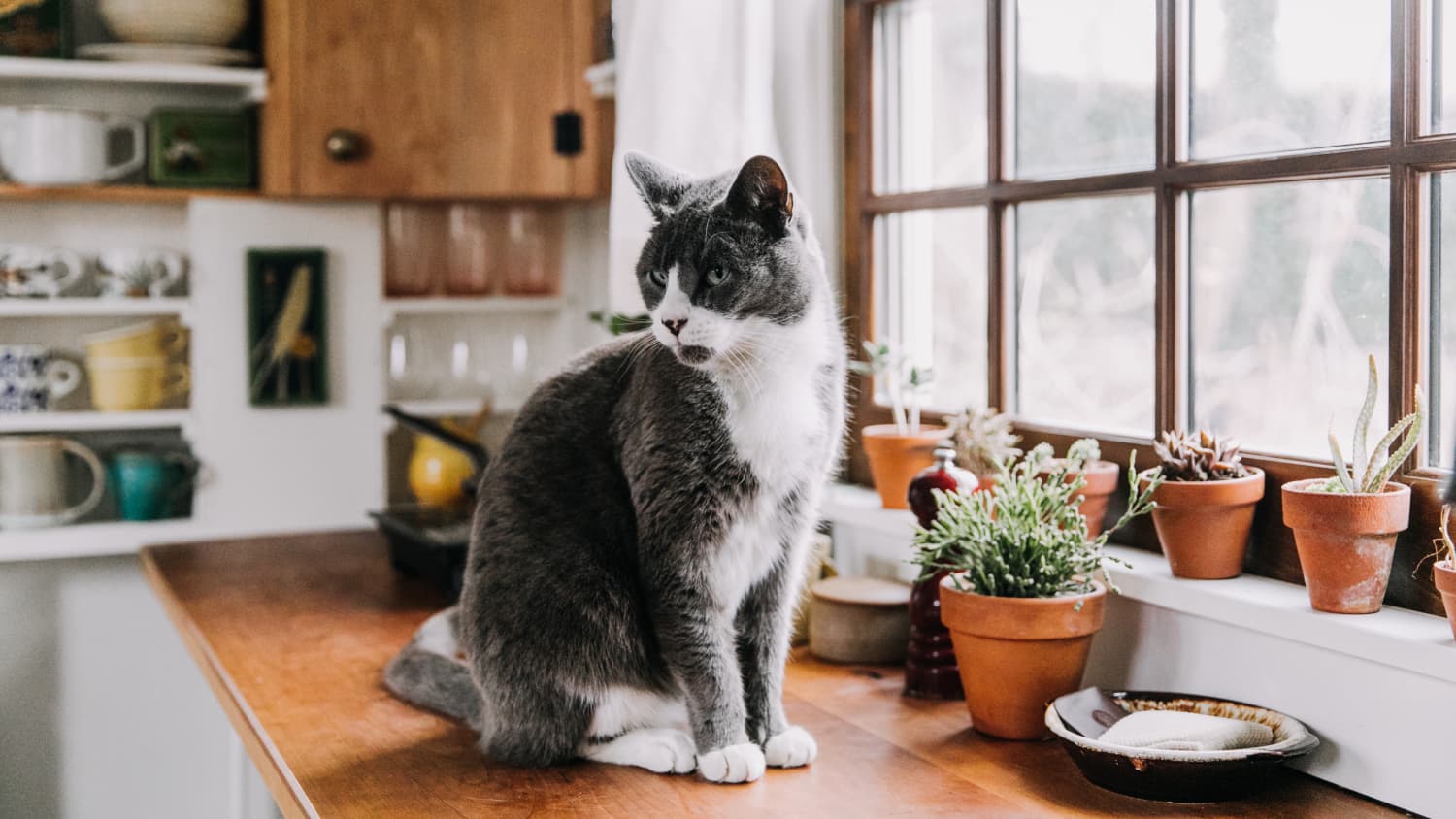 Dry cat food for picky eaters top